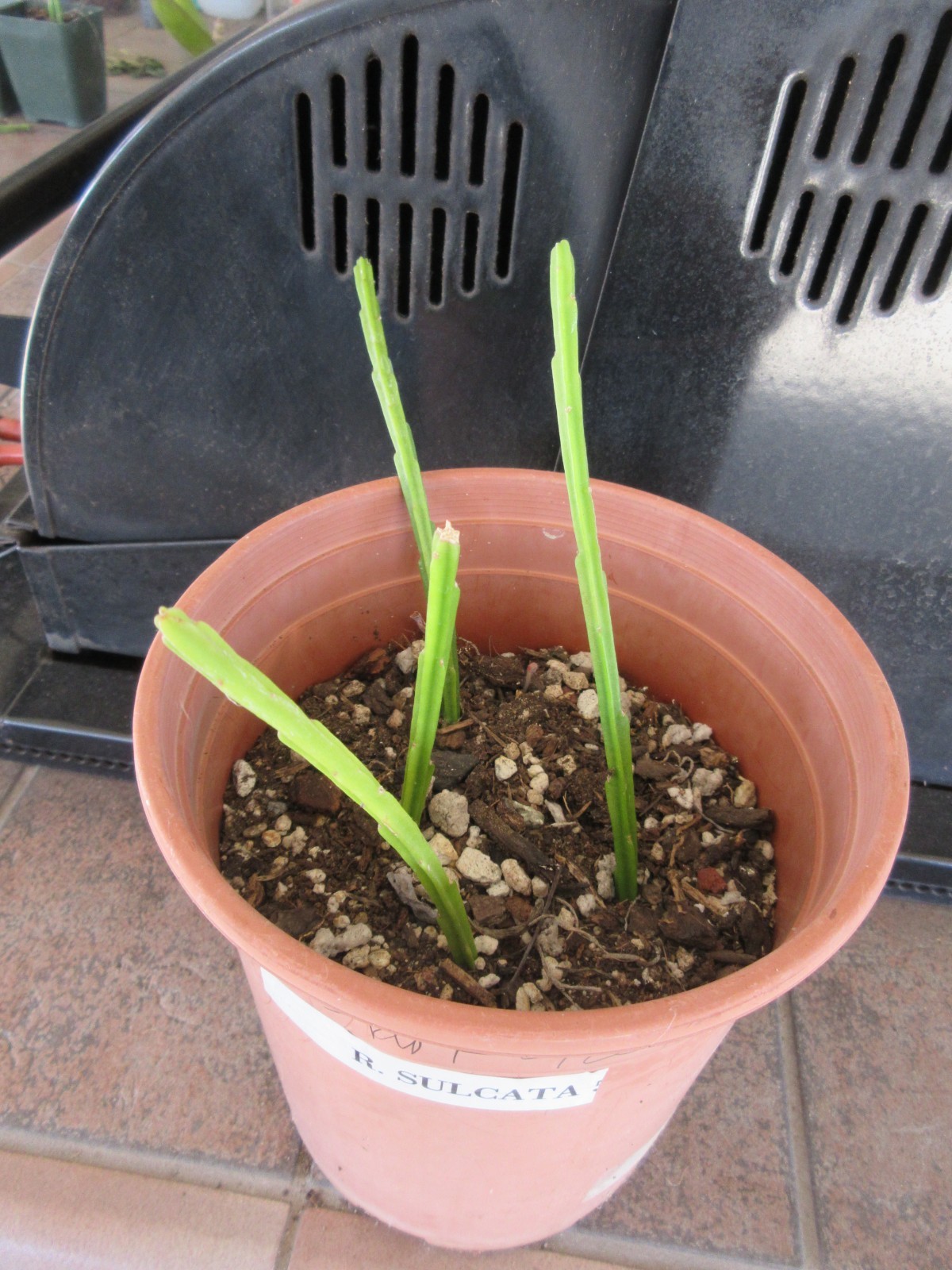 Rhipsalis Sulcata 4 partially rooted stems Shown