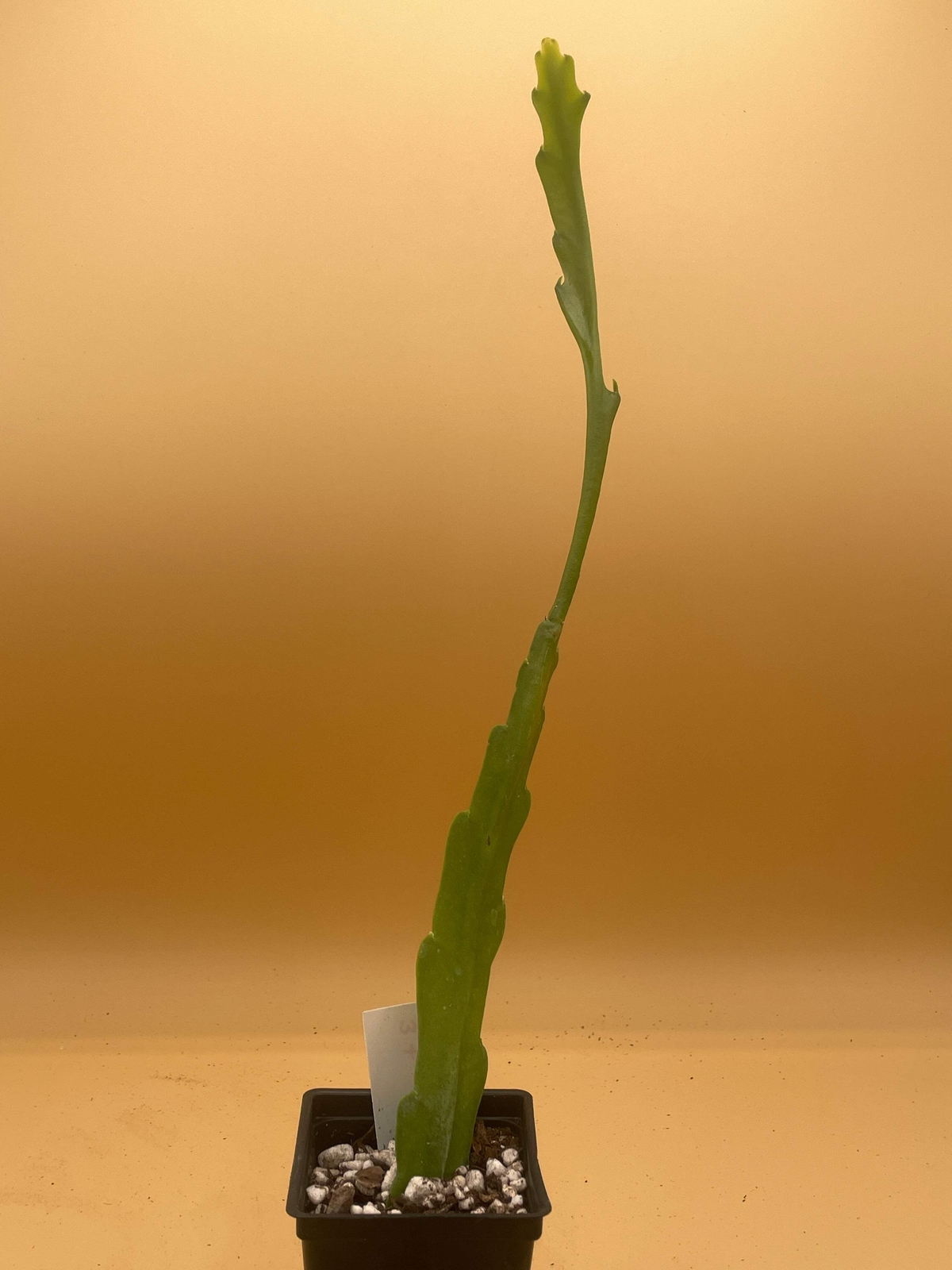 Epiphyllum Hybrid ‘Showboat’ Fully-Rooted Starter Pot
