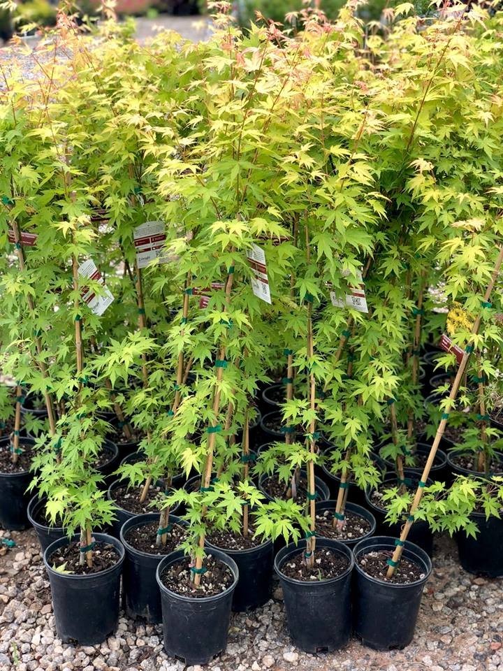 Orange Dream Japanese Maple Tree – Live Plant – ( 2.5 QT )