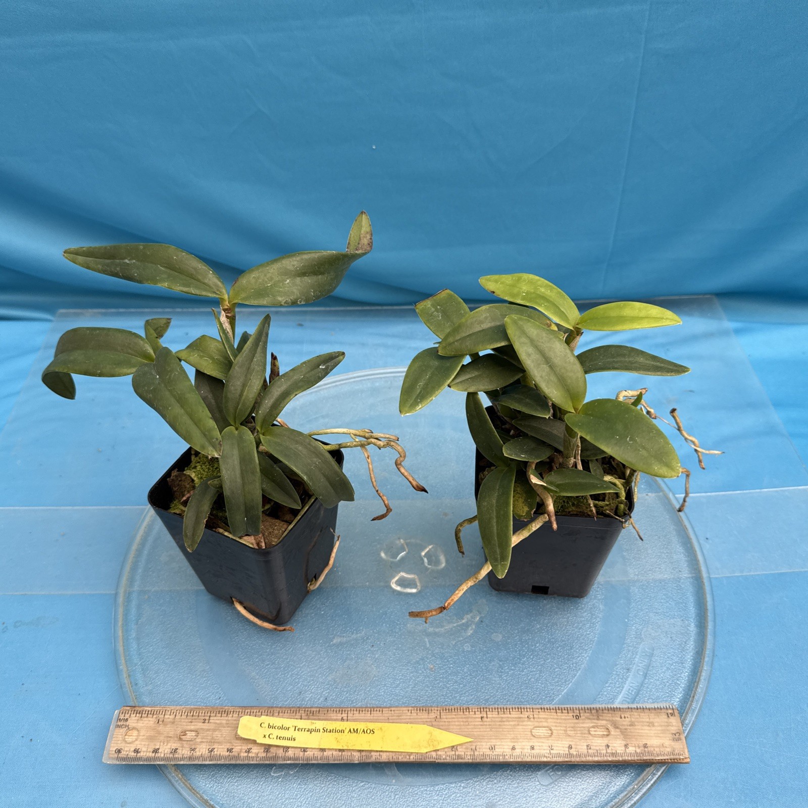 Cattleya bicolor ‘Terrapin Station’ AM/AOS X tenuis Orchid Hybrid 4” Pot