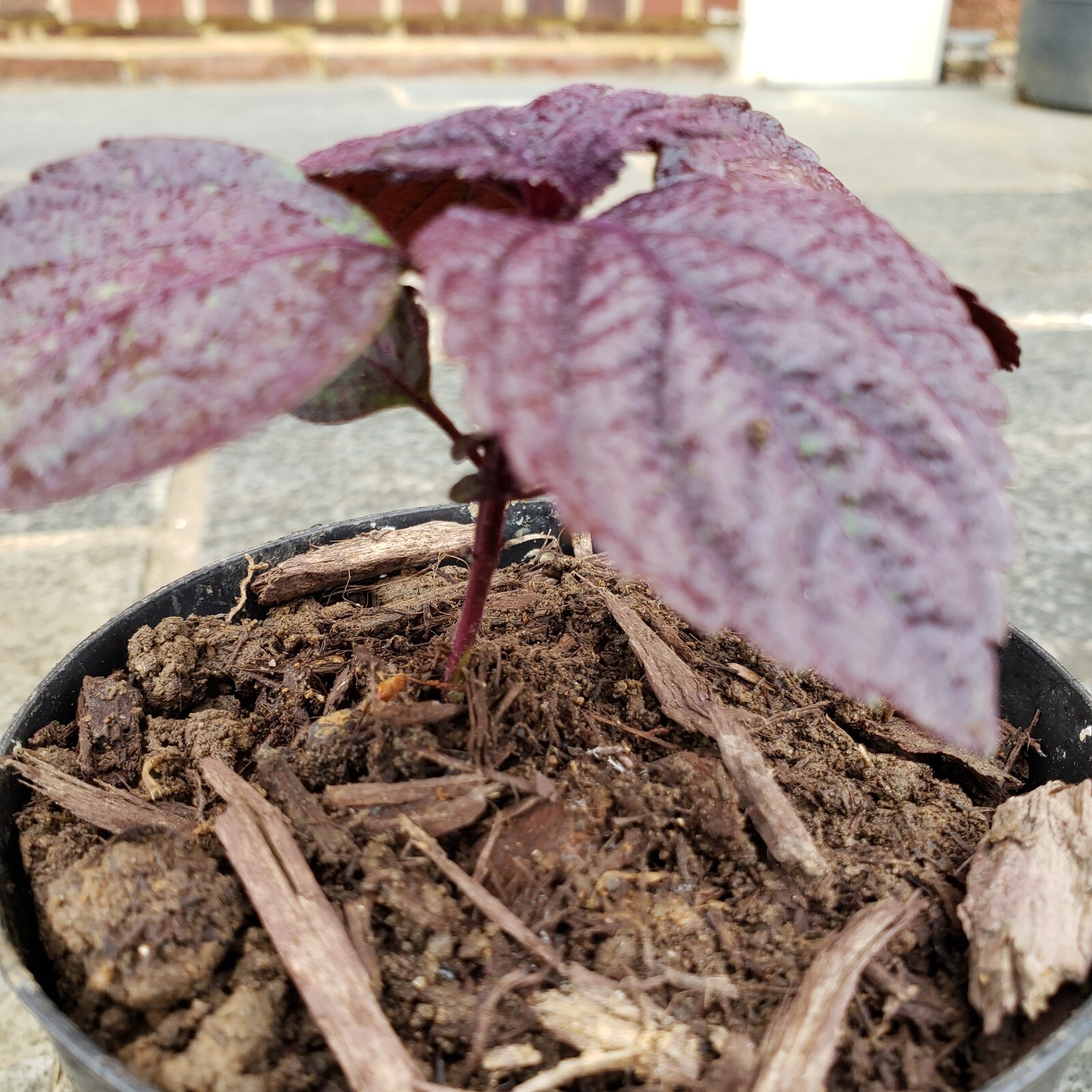 3 Red/Purple Perilla Live Plant With Soil More Than 5″ Tall NON-GMO Herb Edible