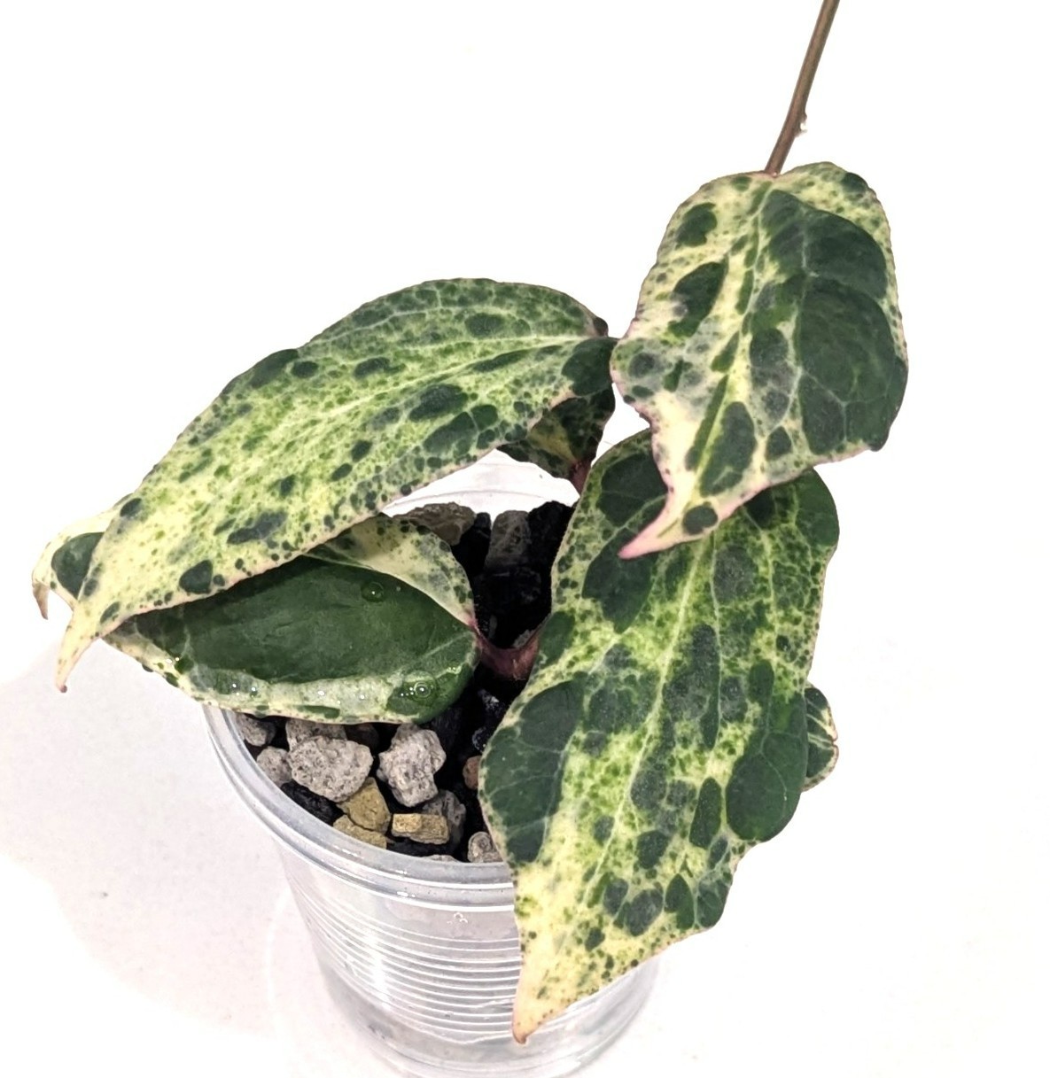 Very Rare Hoya Swiffer’s Nightmare * Collector Hoya Plant #1