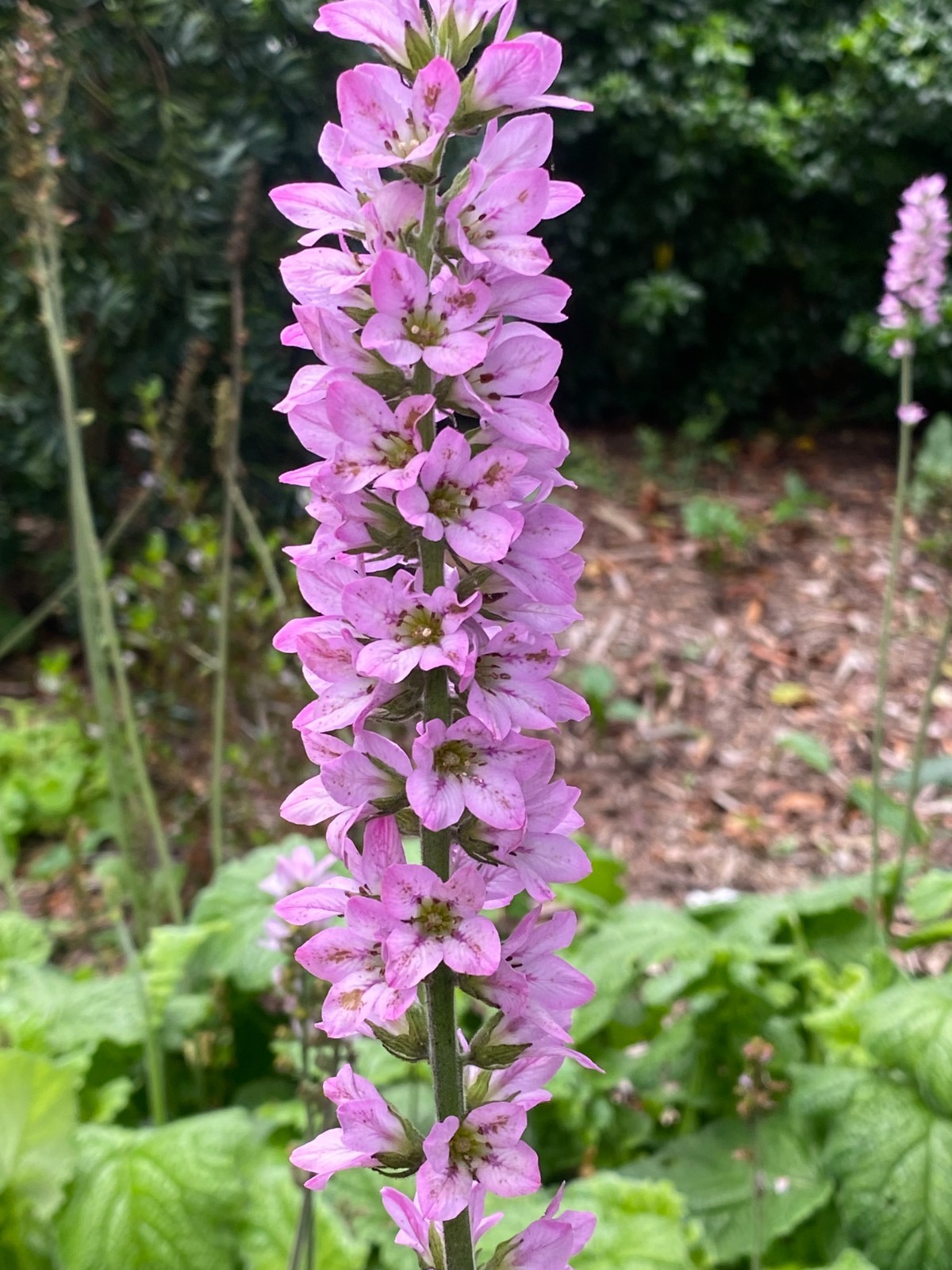 Francoa sonchifolia | Bridal Wreath | 50 Seeds