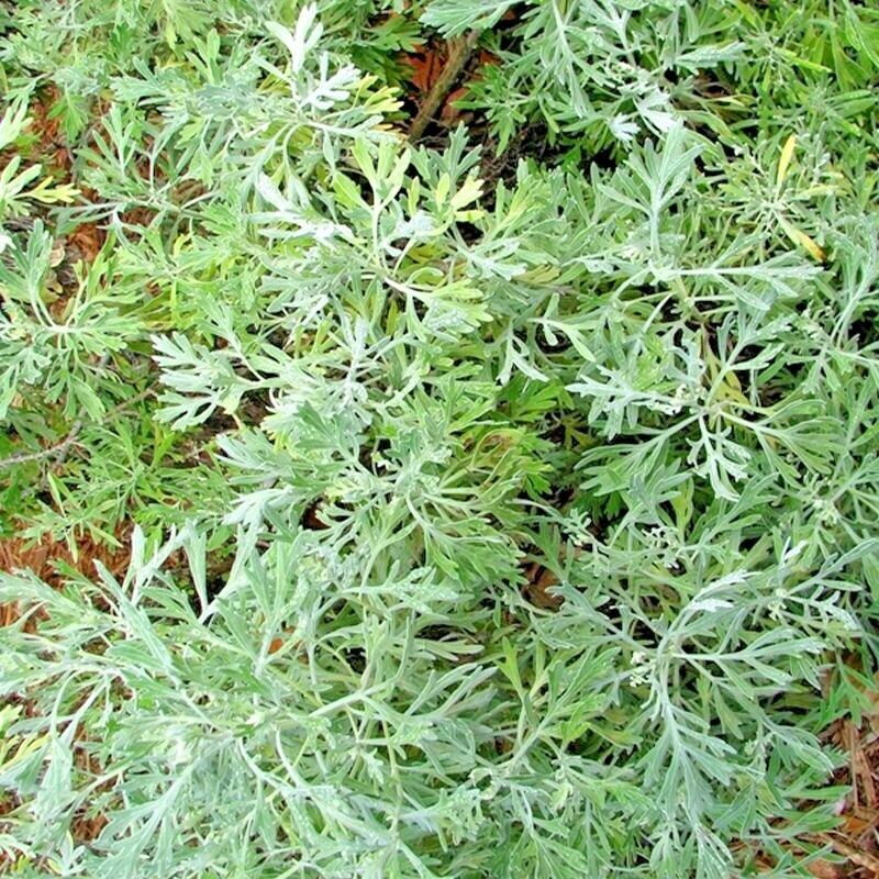 2000+ WORMWOOD ABSINTHE SEEDS SPRING PERENNIAL MOSQUITO PESTS DEER REPELLENT USA