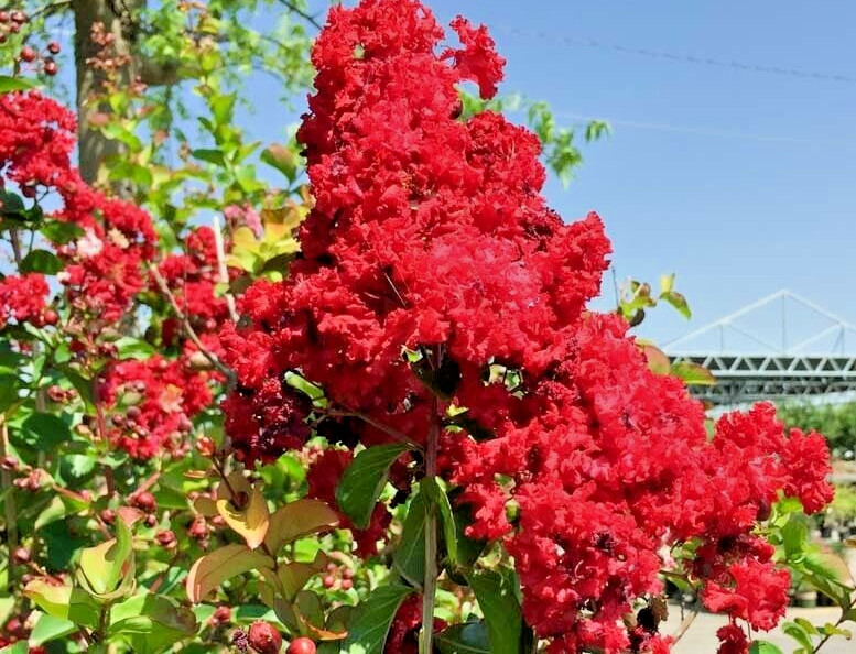 25 seeds red dwarf Crepe Myrtle Crape Tree Lagerstroemia – flowers (Dynamite?)