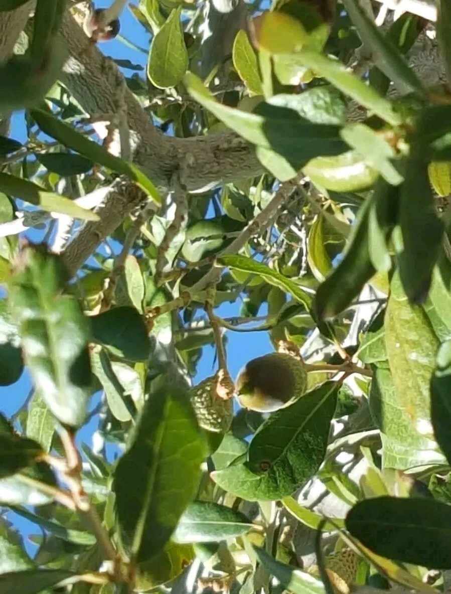 30 – QUERCUS VIRGINIANA, SOUTHERN LIVE OAK, DECEMBER 2024 ACORNS