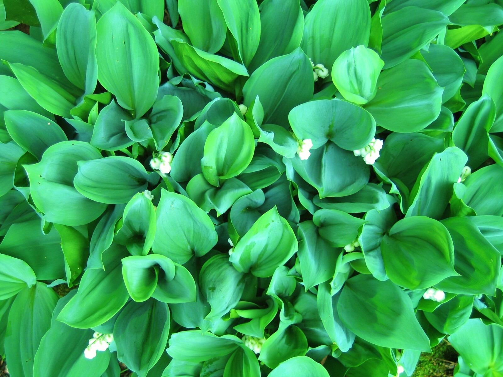 20 Rhizomes (Pips) Lily of The Valley, Convallaria Majalis,May Bells Mary’s Tear