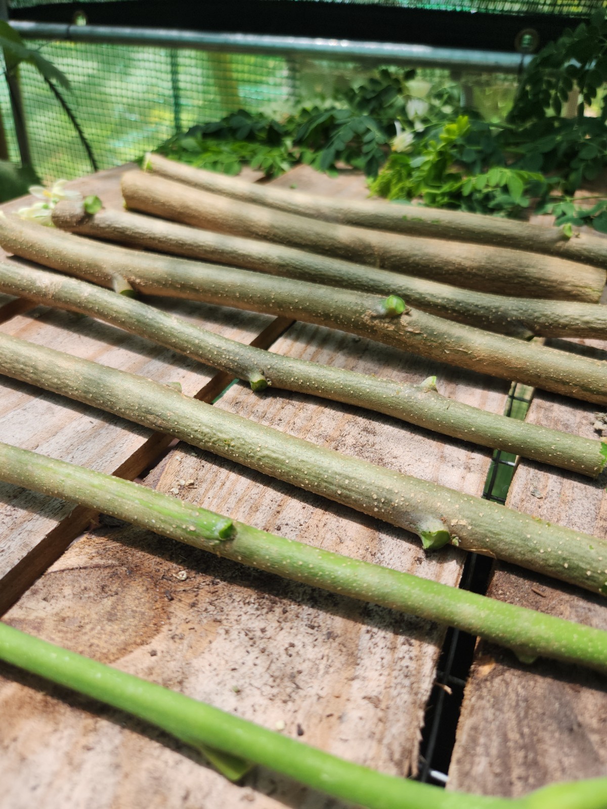 8 FRESH Moringa Tree Cuttinga Oleifera Miracle Drumstick Horseradish ( 10-12″ )