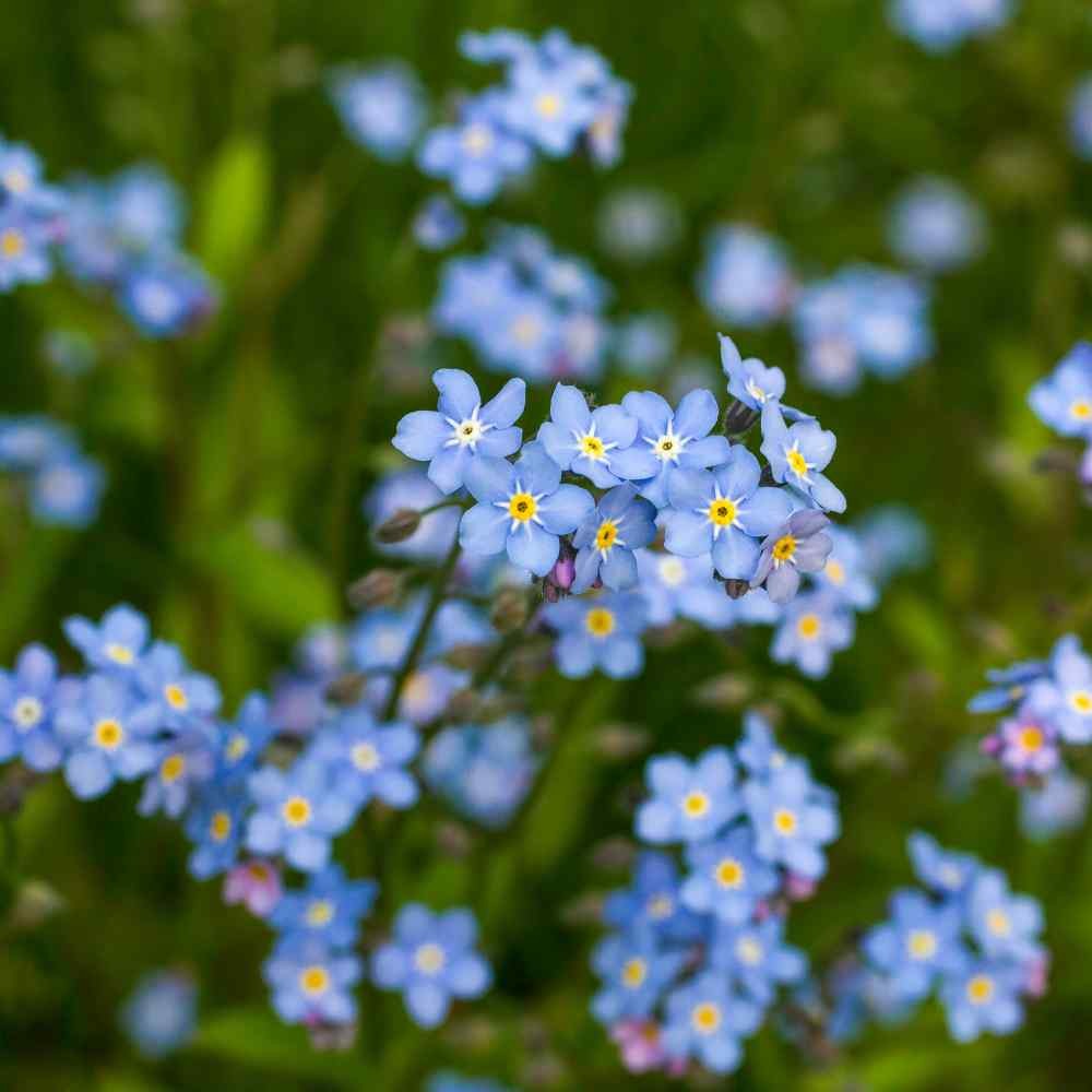 5000 Seeds Blue Forget Me Not Myosotis Seed For Planting – Alpestris Blue