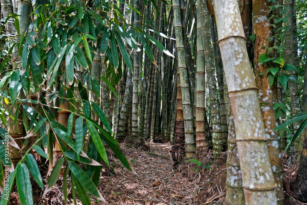 100 Huge Dragon Bamboo Seeds | Perennial Ornamental Privacy Plant | Fast Shiping