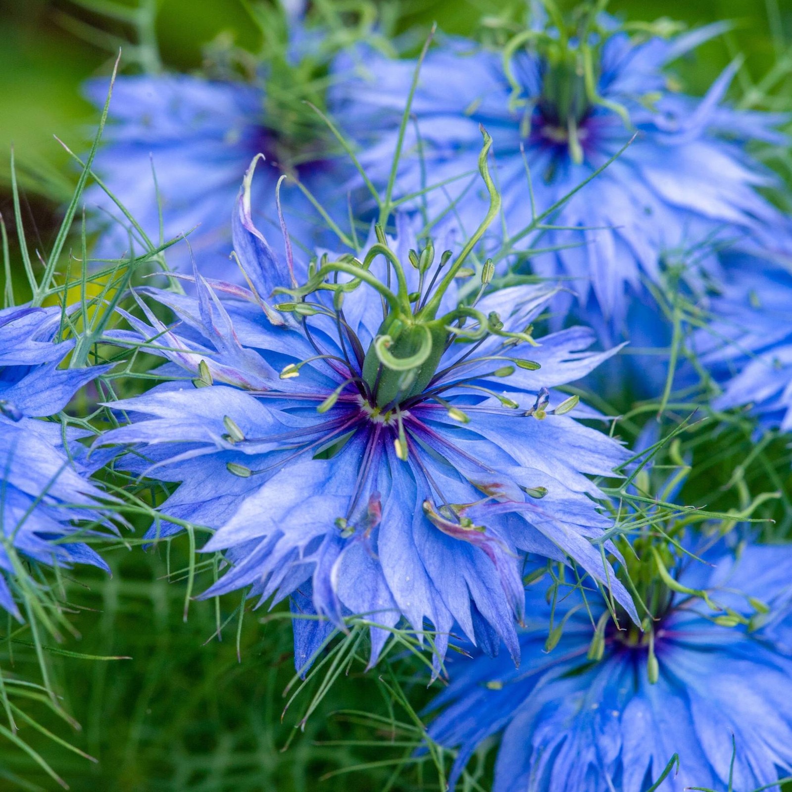 Mr. Fothergill’s Nigella Blue Seed Oh Sow Simple, Easy to Grow