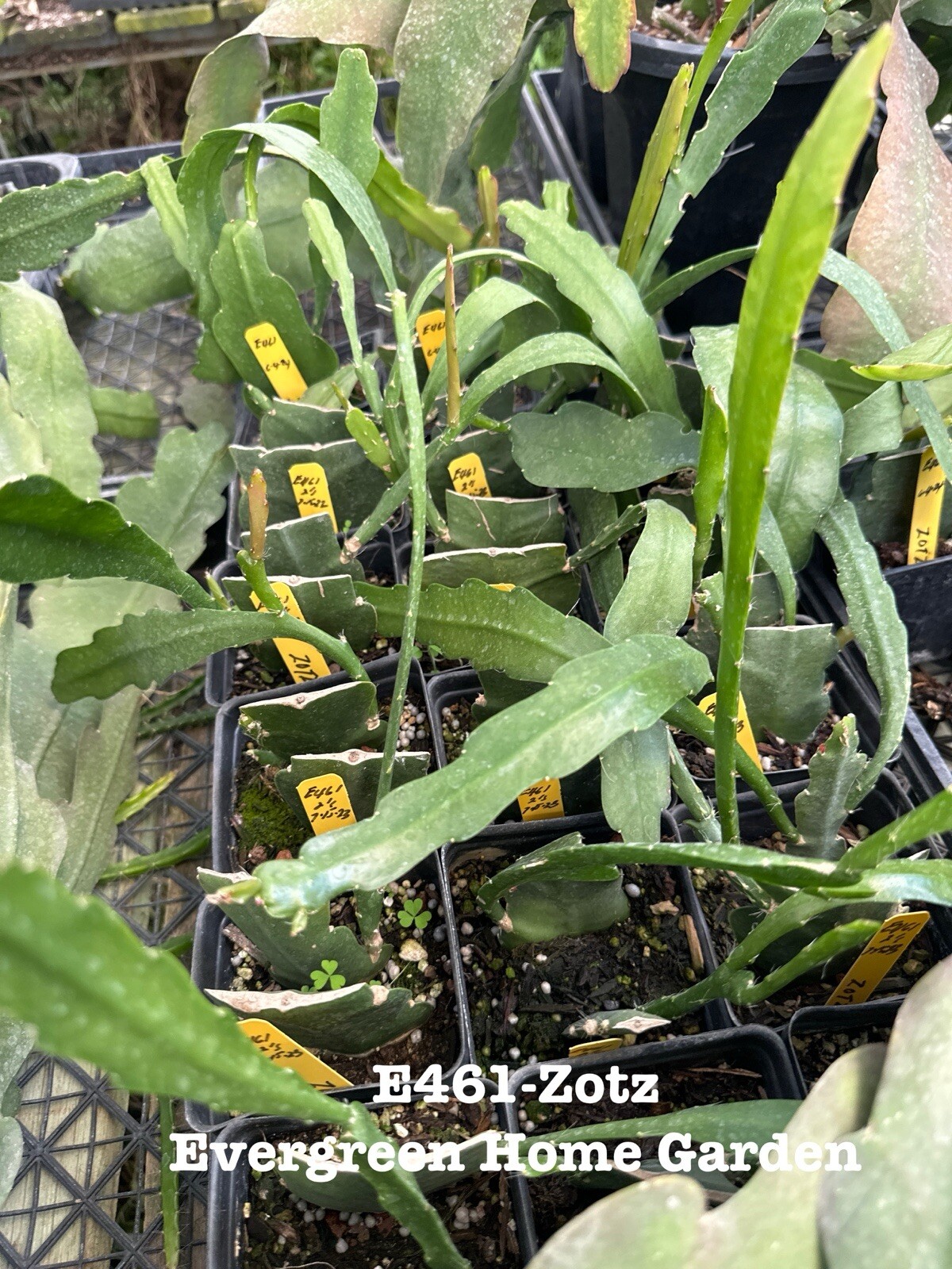 Rooted Epiphyllum Orchid Cactus “Zotz” Growing In 4” Starter pot.