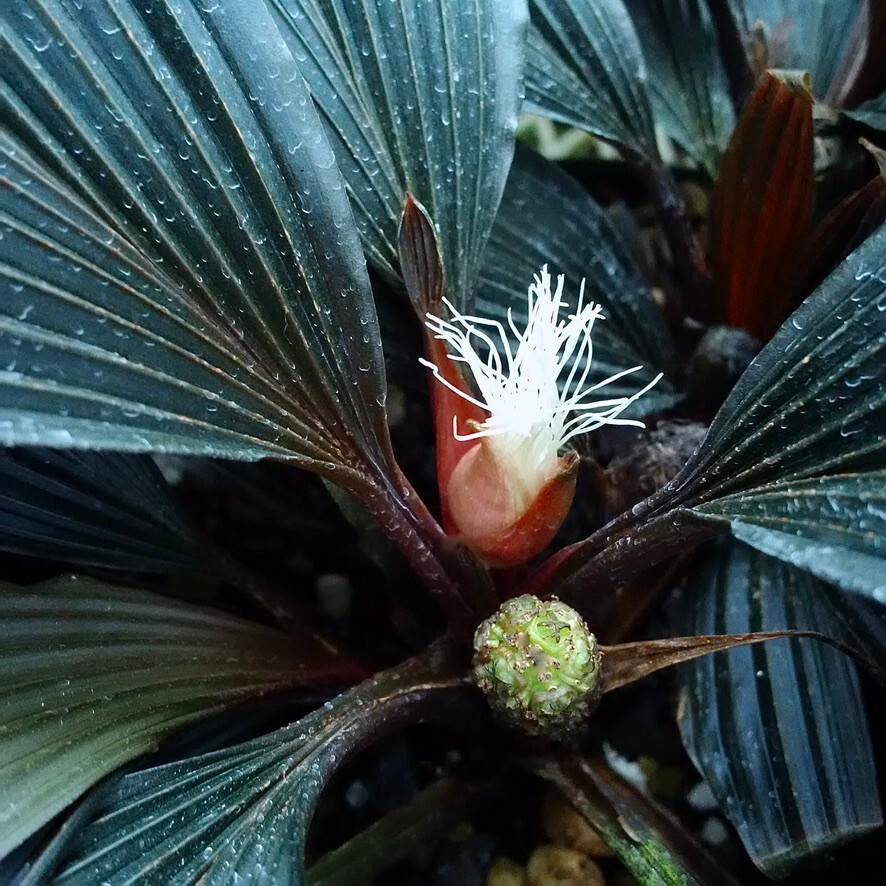 Dicranopygium sp. aff. harlingii “Violet” – Panamanian rheophytic dwarf cyclanth