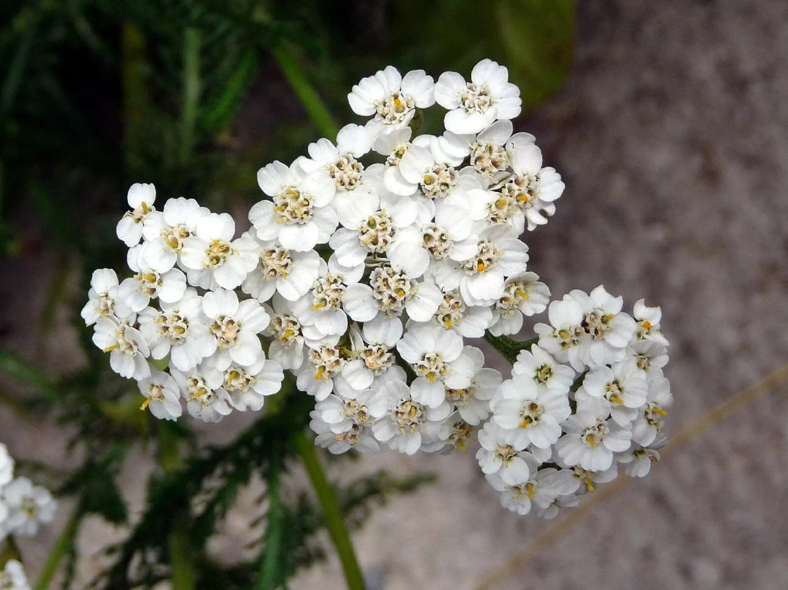 1000+ Yarrow Seeds – Perennial White Flower | Heirloom Wildflower Medicinal Herb