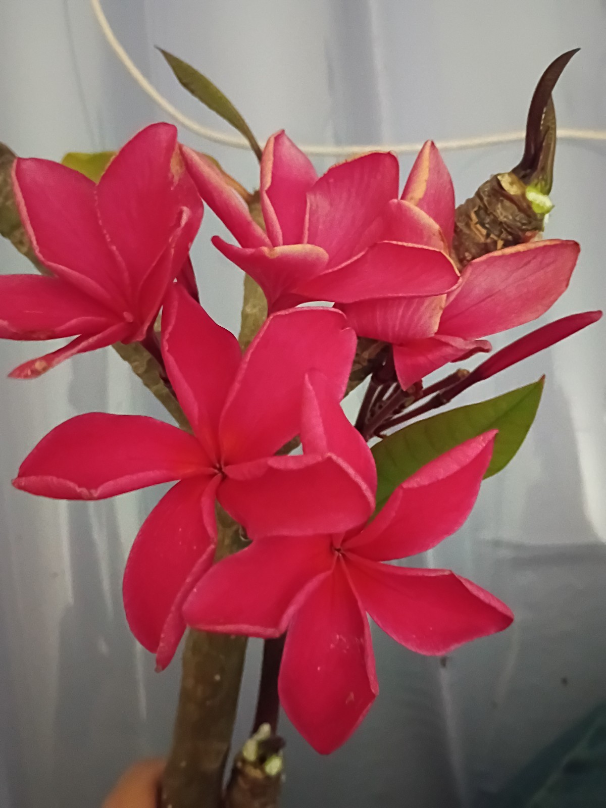 Kapiolani Plumeria 2 Pack Frangipani Flowering Plant Kapiolani Outdoor