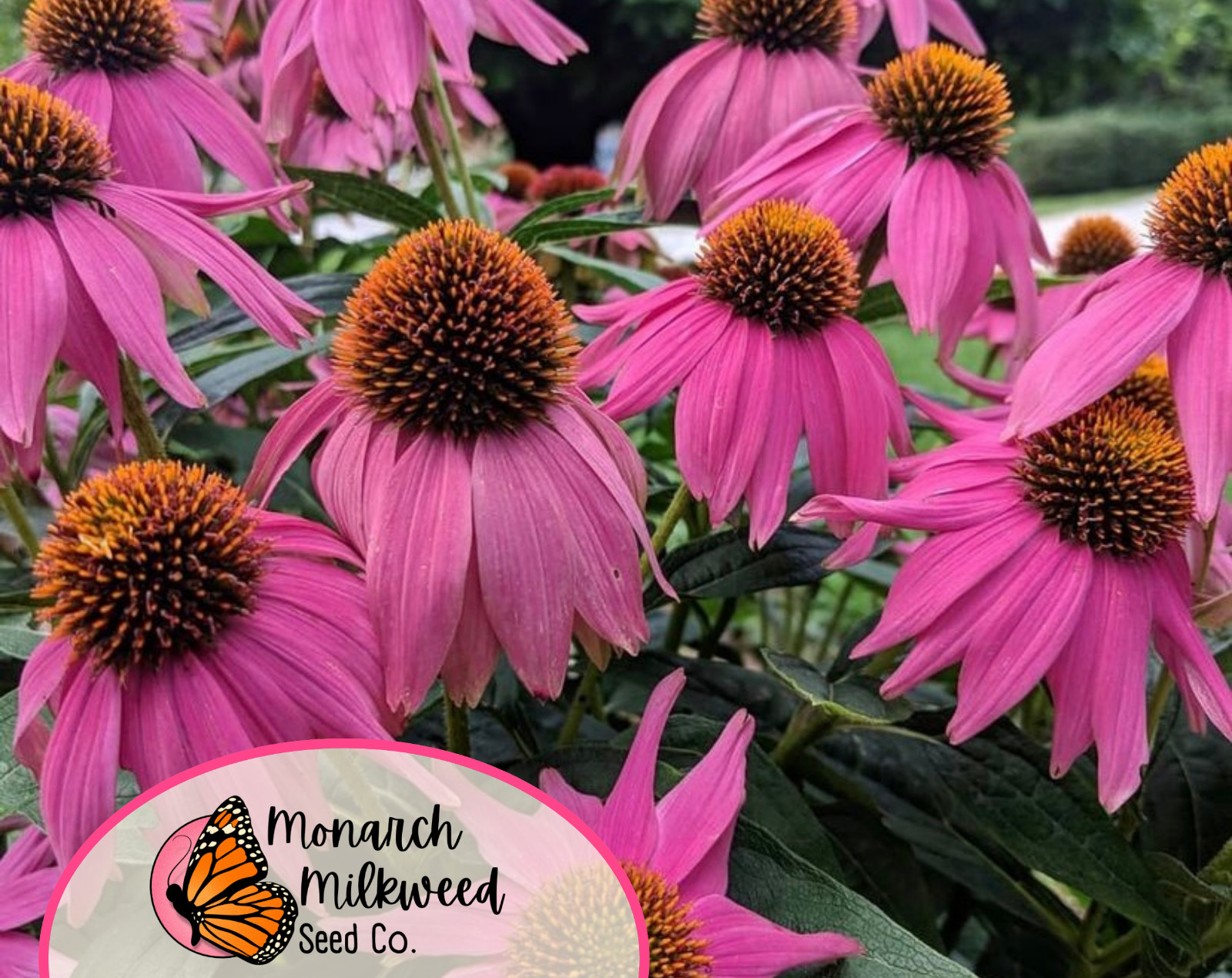 775+ Purple Echinacea Coneflower Seeds | Native Wildflower Butterfly Flower USA