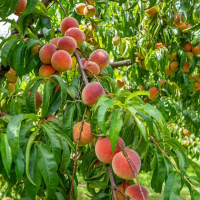 Contender Peach Plant – 1-2ft Tall – Cold-Hardy Sweet Peach Treem – Zones 4–8