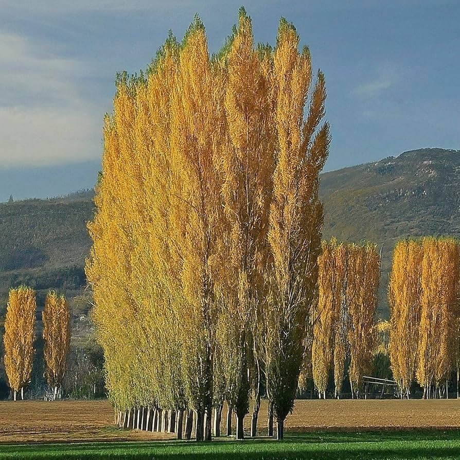 5 Lombardy Poplar Tree 2-3′ Pupulus nigra ‘Italica’ Bare Root
