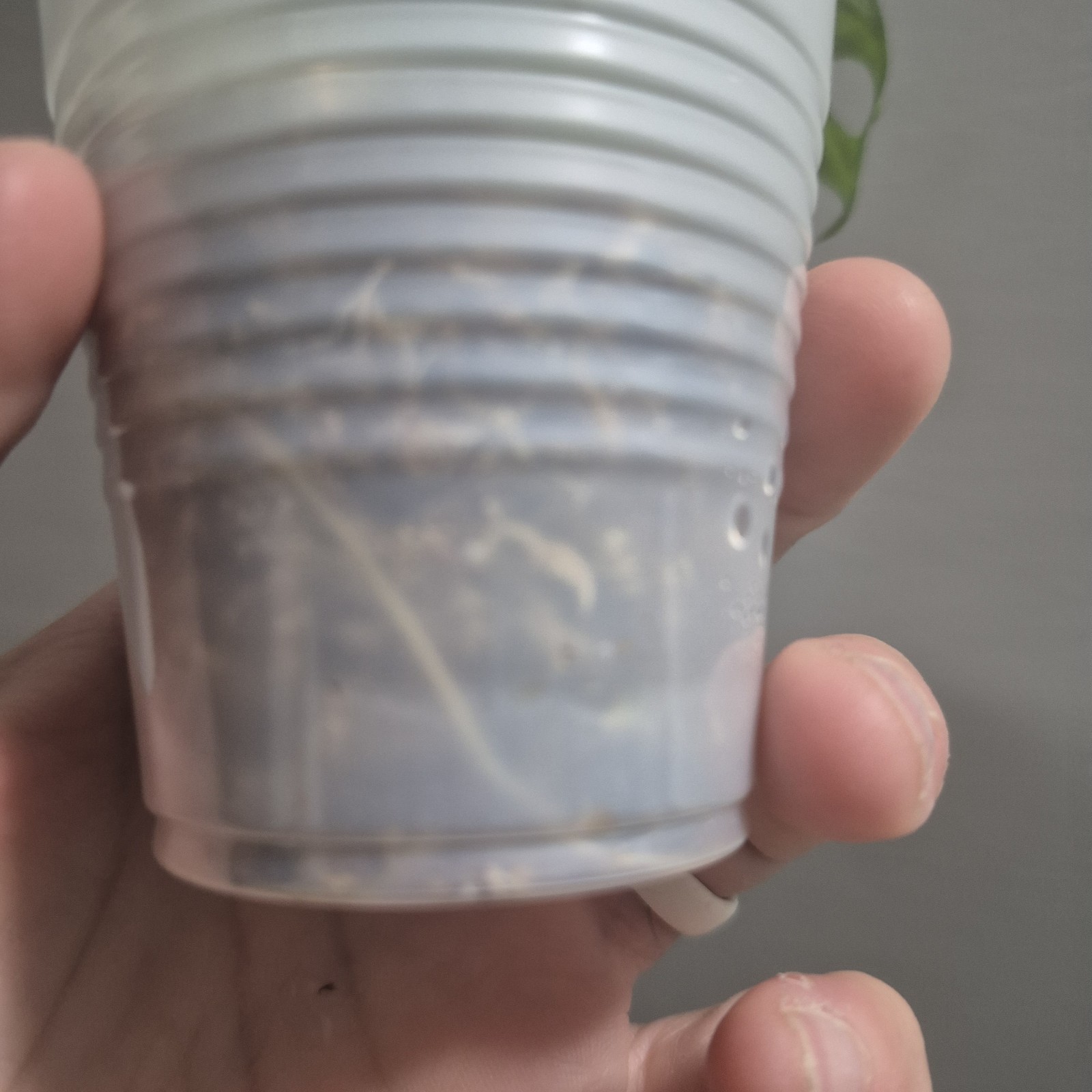 Monstera Adansonii – Monstera Swiss Cheese – 2.5 Inch – EXACT PLANT
