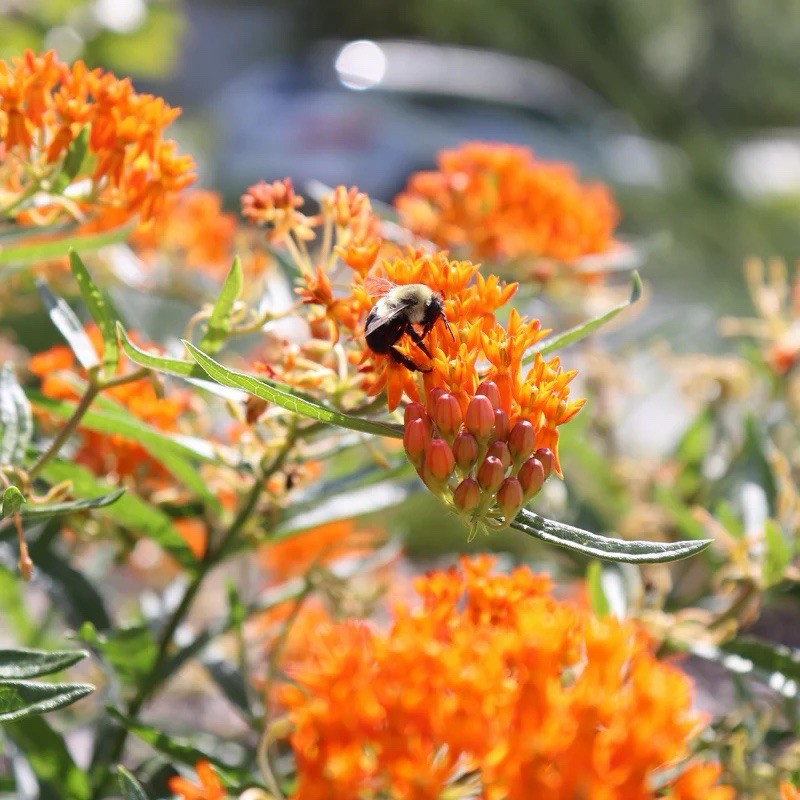 Milkweed Orange Perennial Tuberosa Monarch Butterfly Non-GMO 100 Seeds