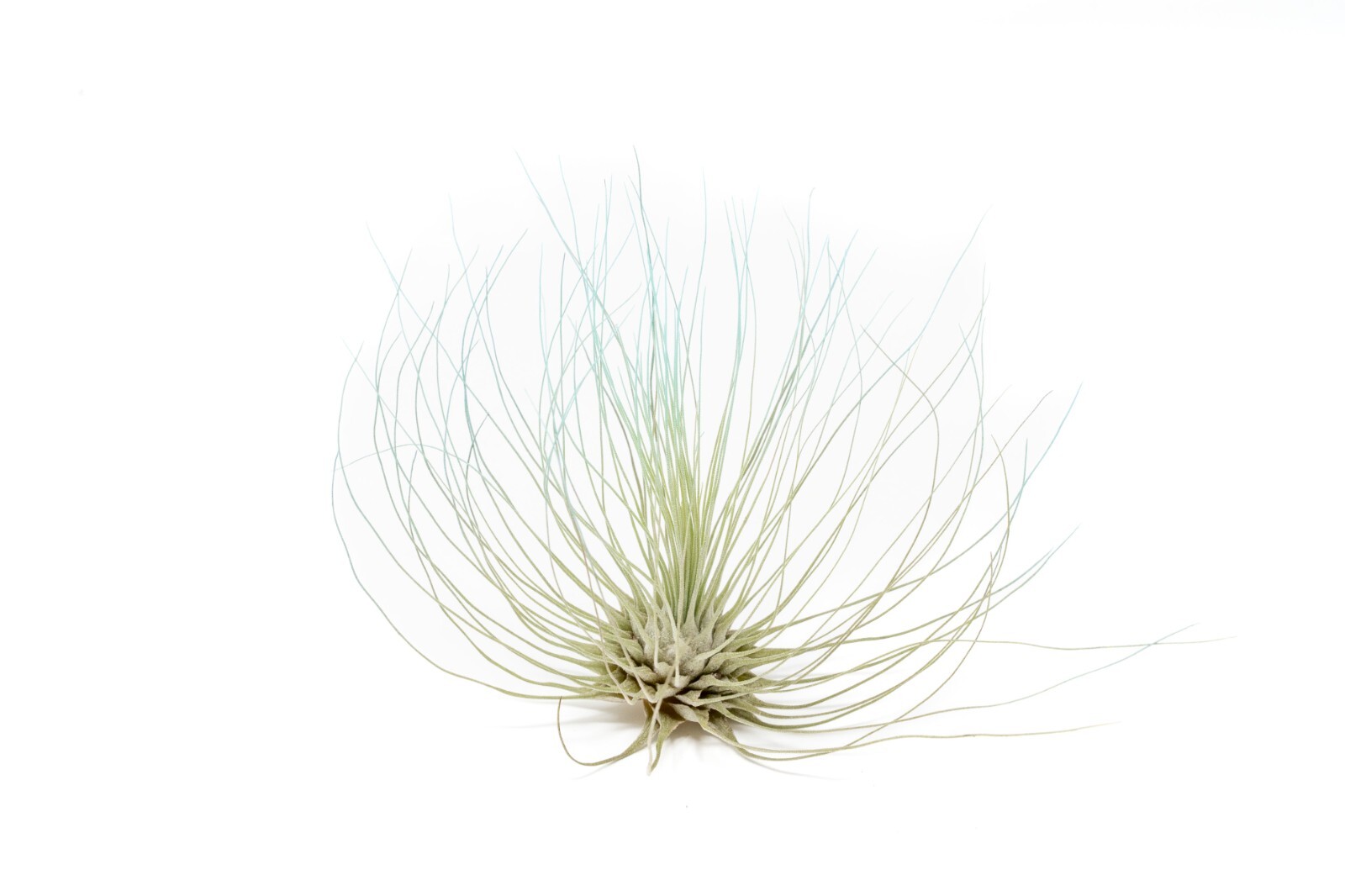 Light Blue Tillandsia Air Plants – Color Enhanced Easy Care Indoor/Outdoor
