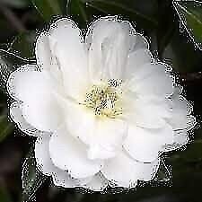 Camellia Mine-No-Yuki | 3 Gallon | Camellia sasanqua | Hardy Flowering Plant