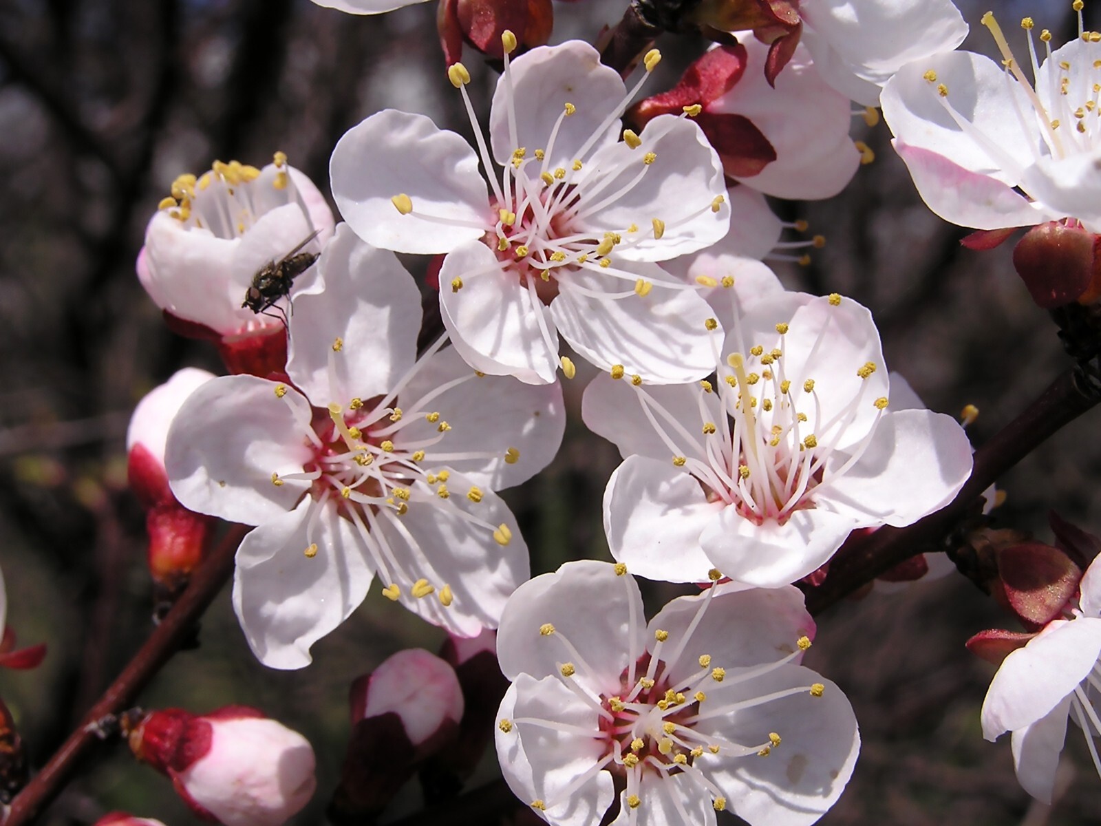 Apricot, Prunus armeniaca, Tree Seeds (Fast, Hardy, Edible, Showy, Fall Color)