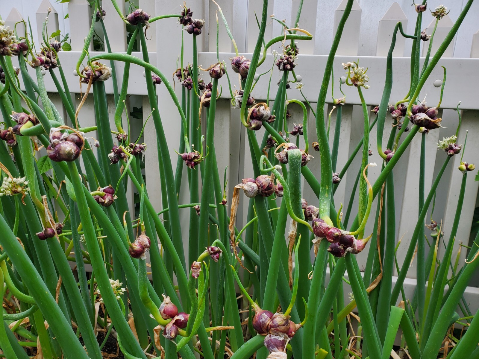 Egyptian Walking Onions Bulbs 10 Large Size Lot Organic Heirloom 2026 Harvest