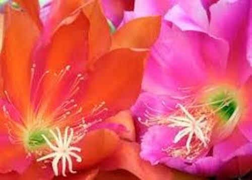 2 Epiphyllum Orchid Fresh cutting plants Cactus 8-12″, orange & purple