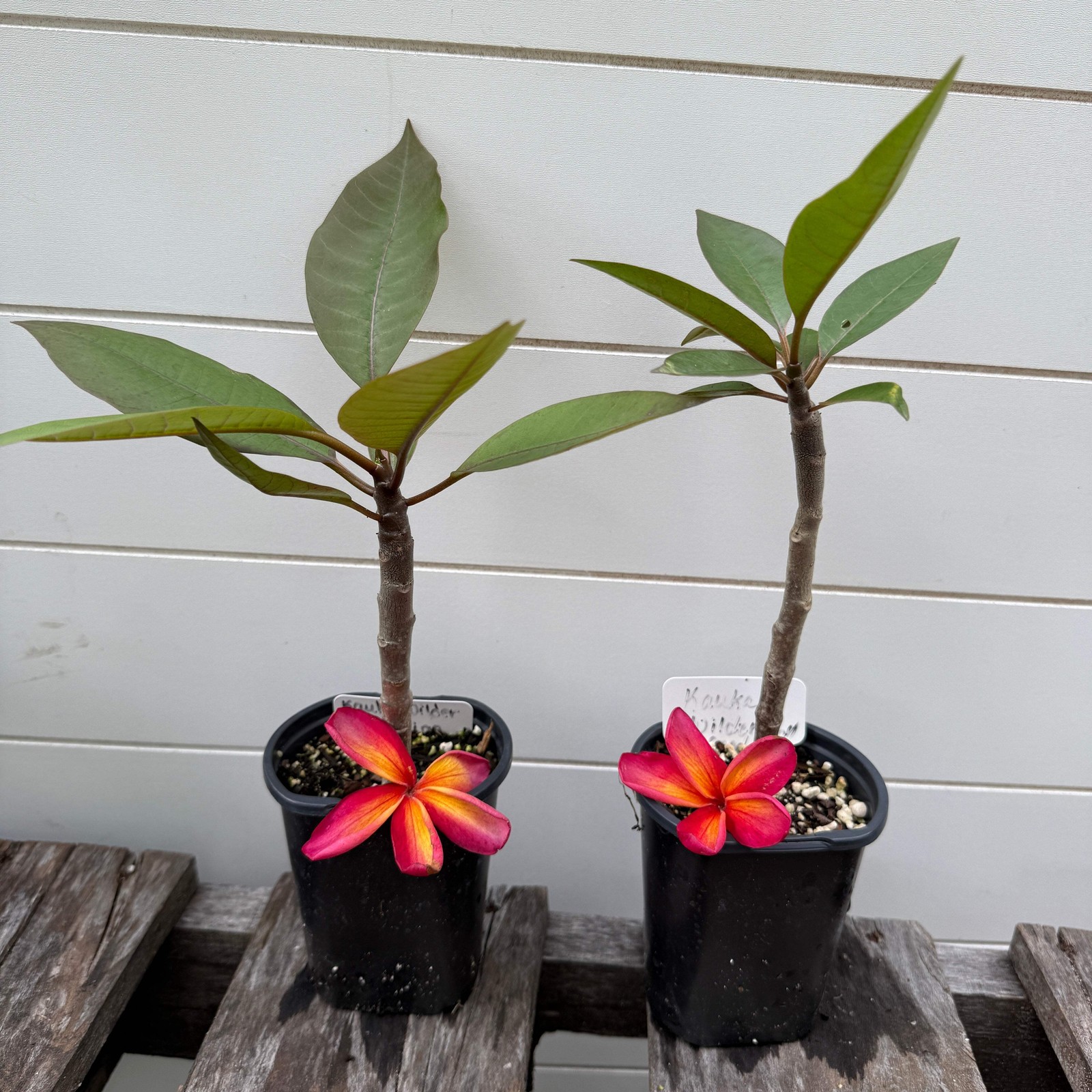 1 year Plumeria Seedlings, Make your own 3-Pack