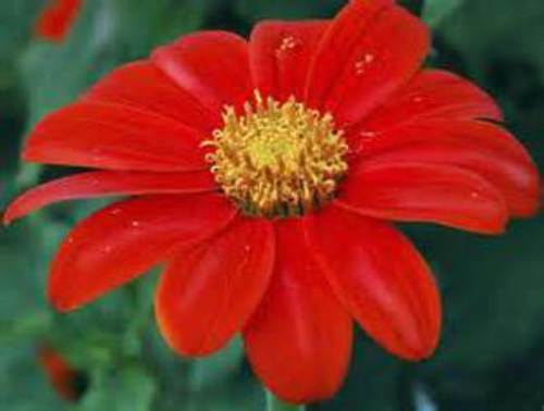 Mexican Sunflower Mix – 20 Seeds BOLD COLORS! COMB. S/H SEE OUR STORE