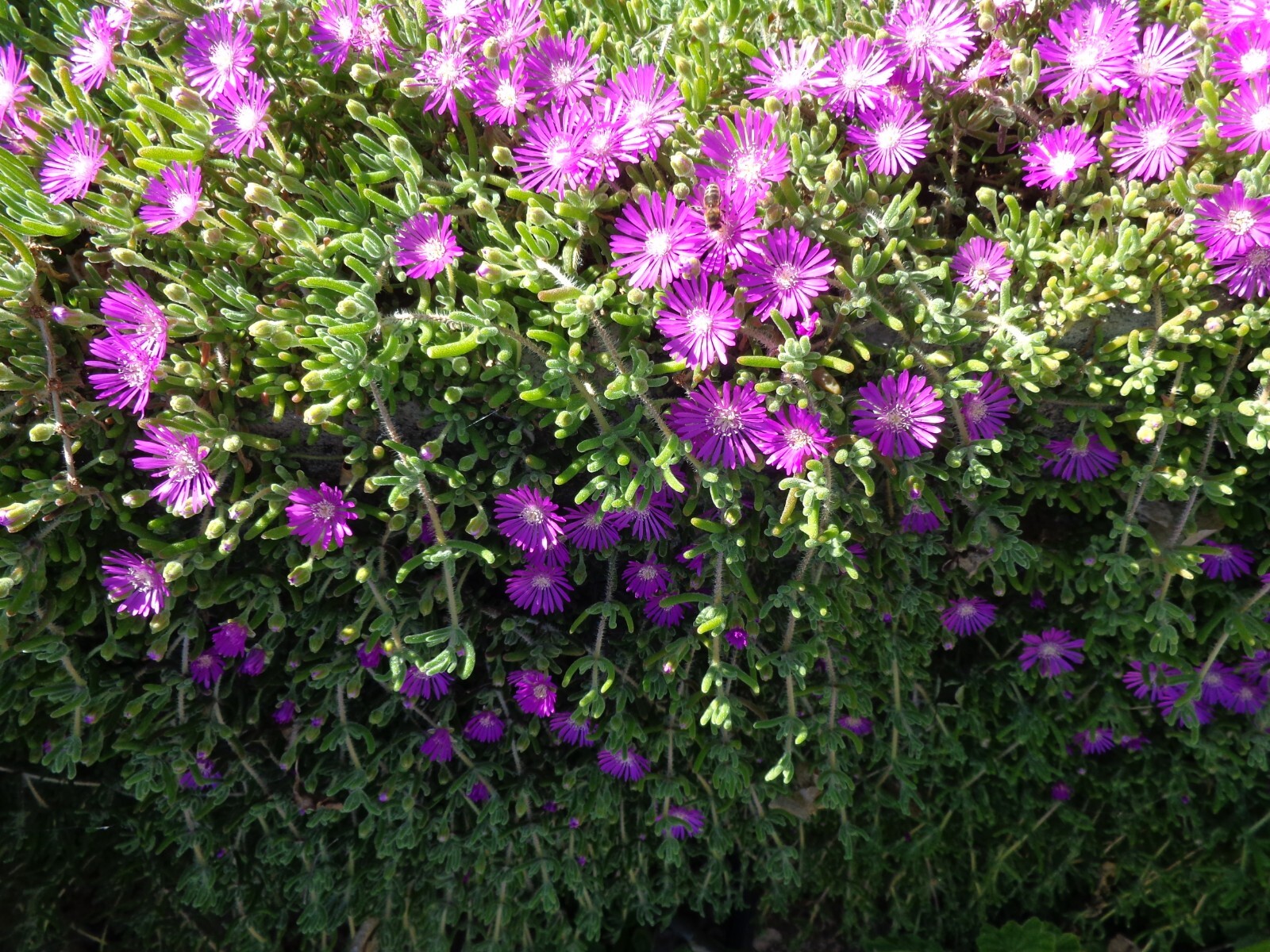 12 (4-7″) Cuttings Creeping Ice Plant Purple/Pink Ground Cover Rare Succulents