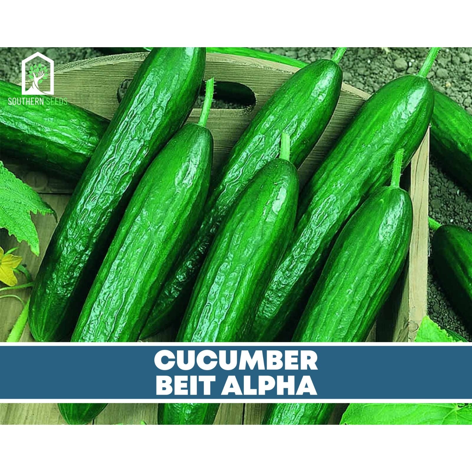 Cucumber, Beit Alpha – Heirloom Seeds – NonGMO (Cucumis sativus)