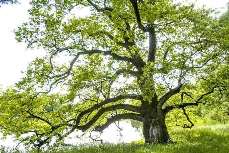 5 White Oak Tree 12-24″ Quercus alba Bare Root
