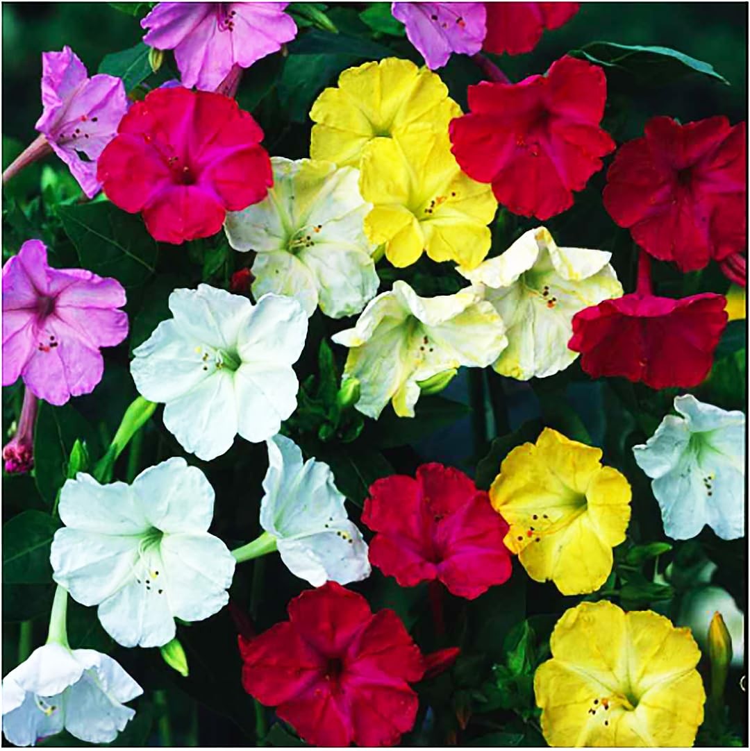 Mixed Four O’Clock Seeds Easy Reseeding Tender Perennials for Your Garden