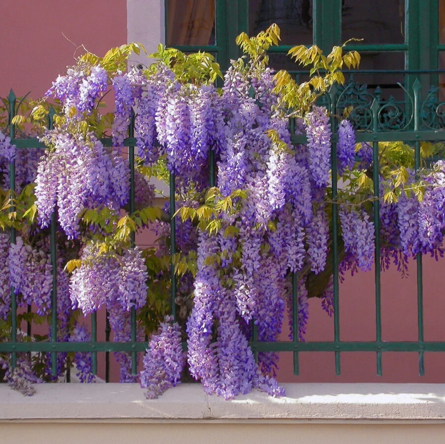 Wisteria Blue-Violet Flower Tree – 6 to 8 Inch Tall – 4 Inch Pot