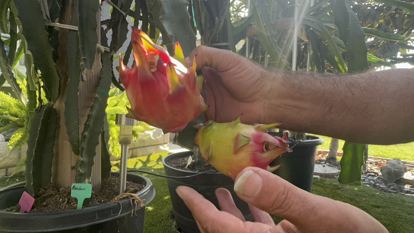 Rainbow Dragon Fruit Cuttings 8-12 Inches Check Description ￼
