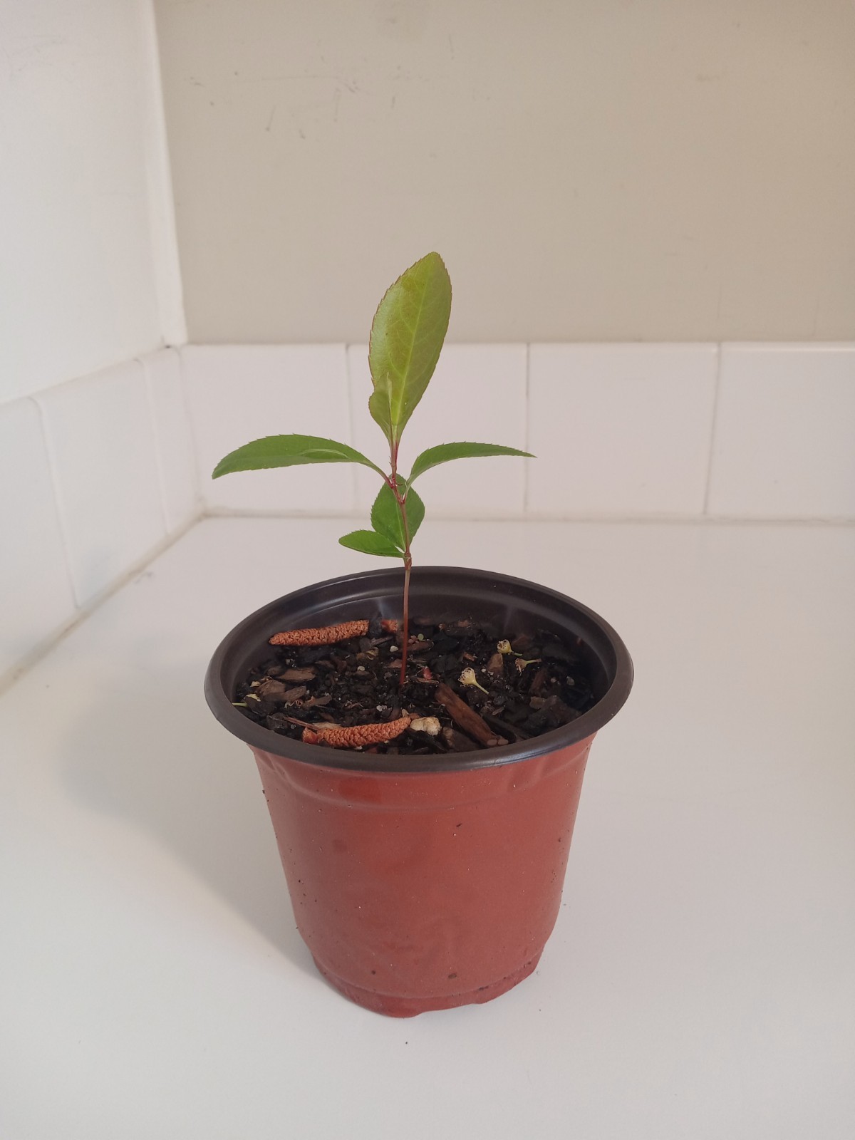 Black Cherry Tree, 4″ Pot.