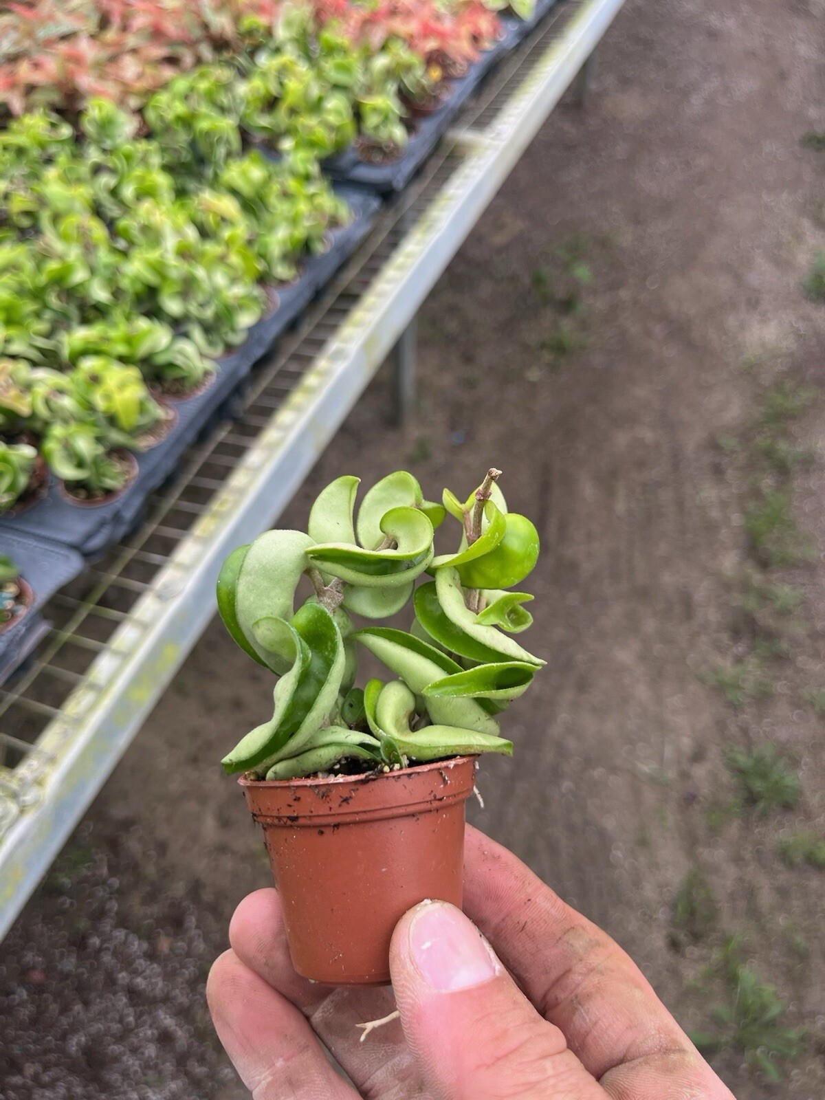 2” Hoya Rope – Hoya Compacta – Hindu Rope – Hoya Carnosa