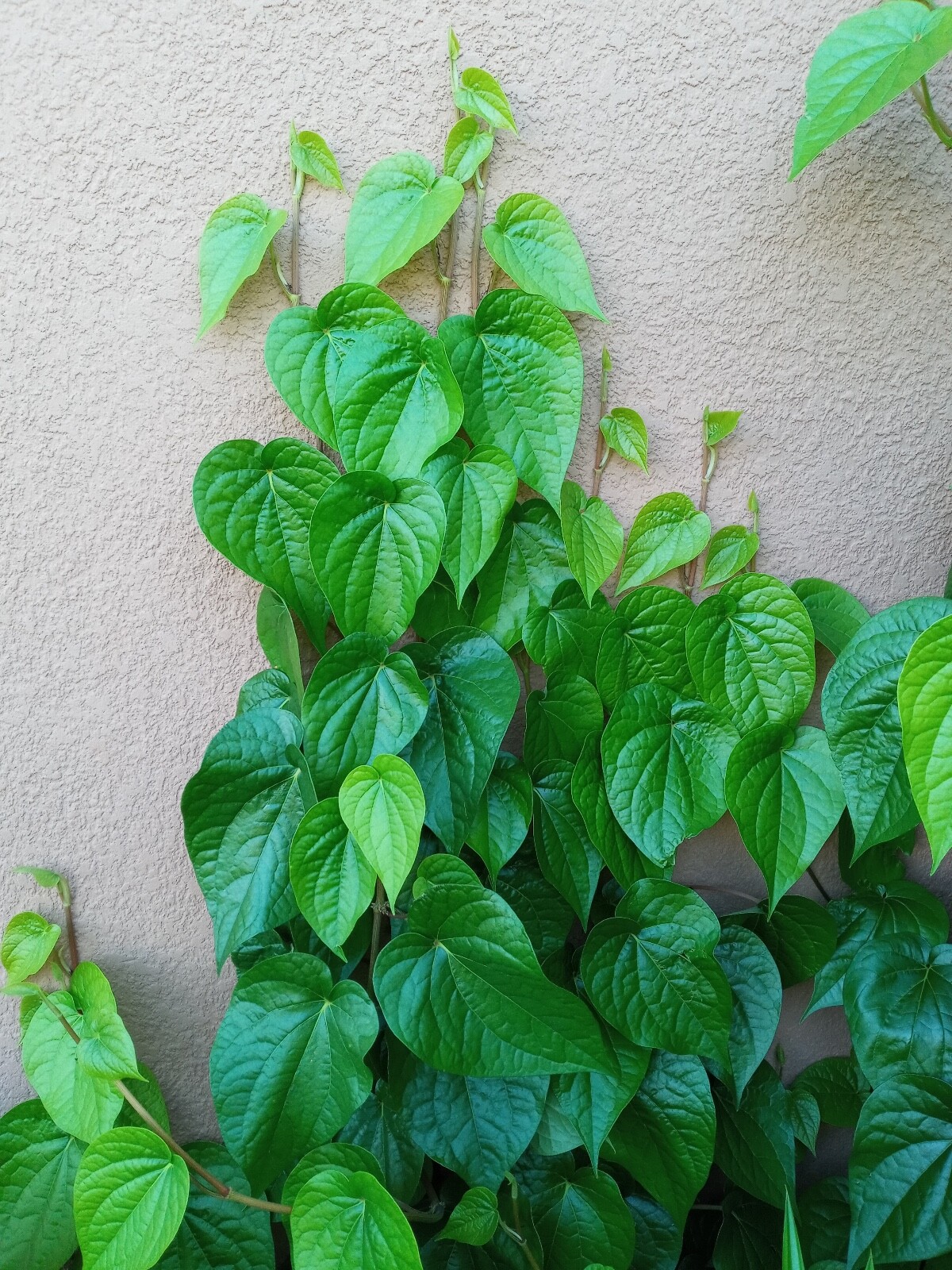 Organic Paan Piper Betel Betle Plants Herb Vine Spice Medicinal Uses, 3.5″ Pot