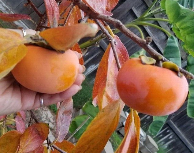 4′-6′ FUYU PERSIMMON Fruit Tree Plant Healthy Trees Grow Persimmons Plants