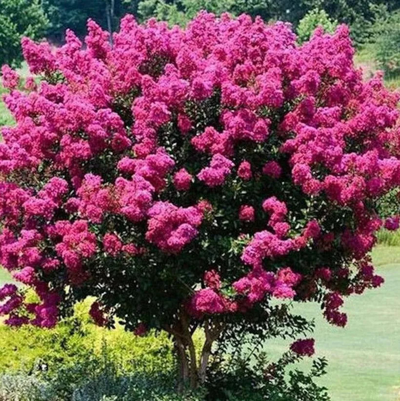 Organic Crape Myrtle Tuscarora |Well-rooted Live Plants | Lagerstroemia Indica