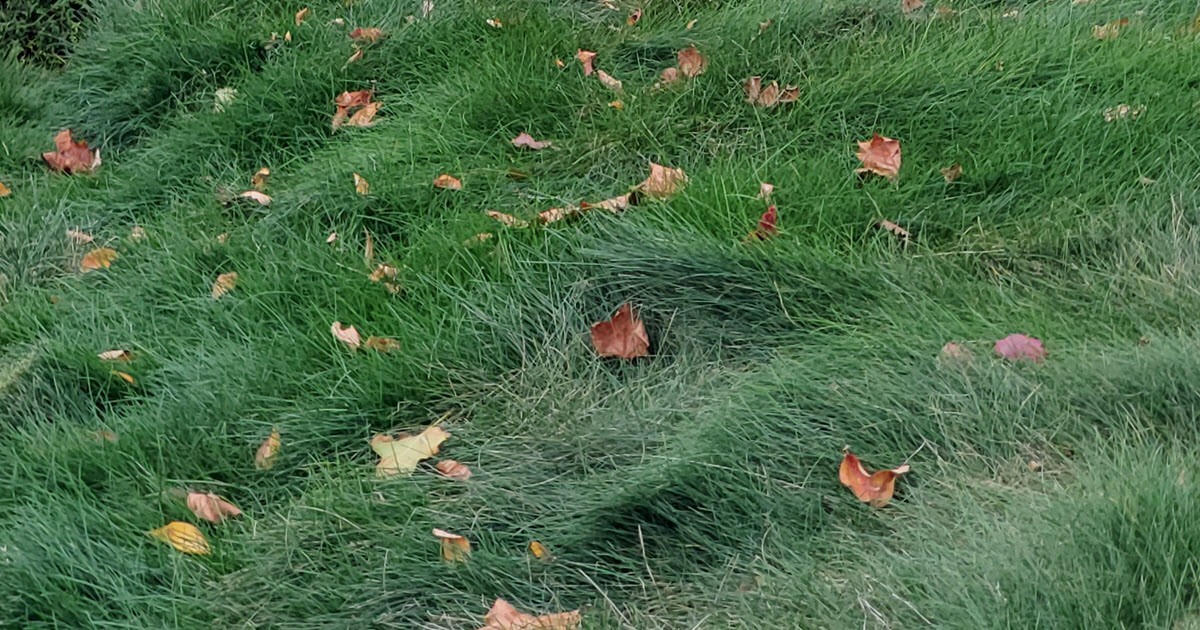 1,000 Very Fine Creeping Red Fescue Seeds – Festuca rubra – Lawn & Garden Grass