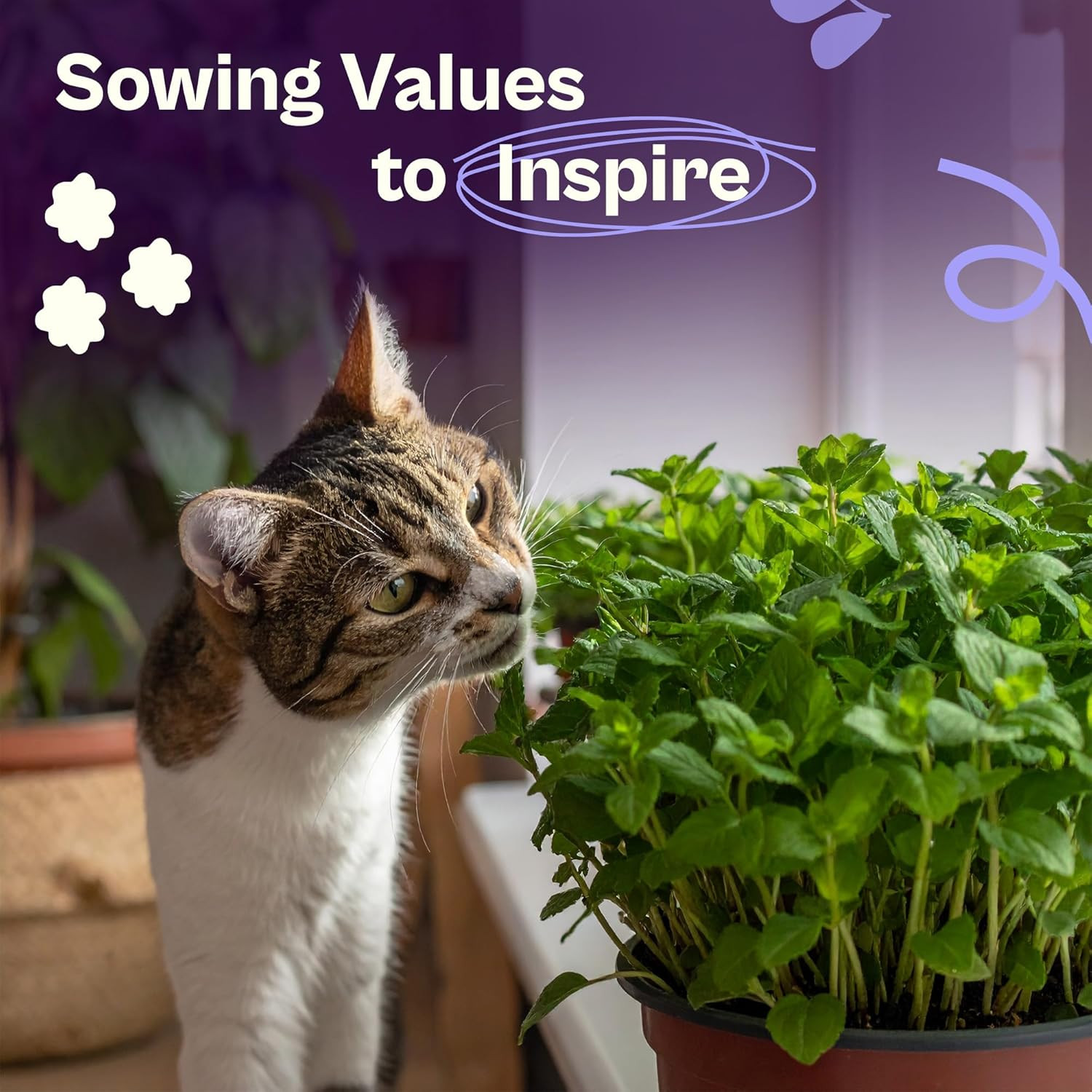 2500 Catnip Seeds (Nepeta Cataria) – Catmint, Best Catnip for Cats Seed Packets,