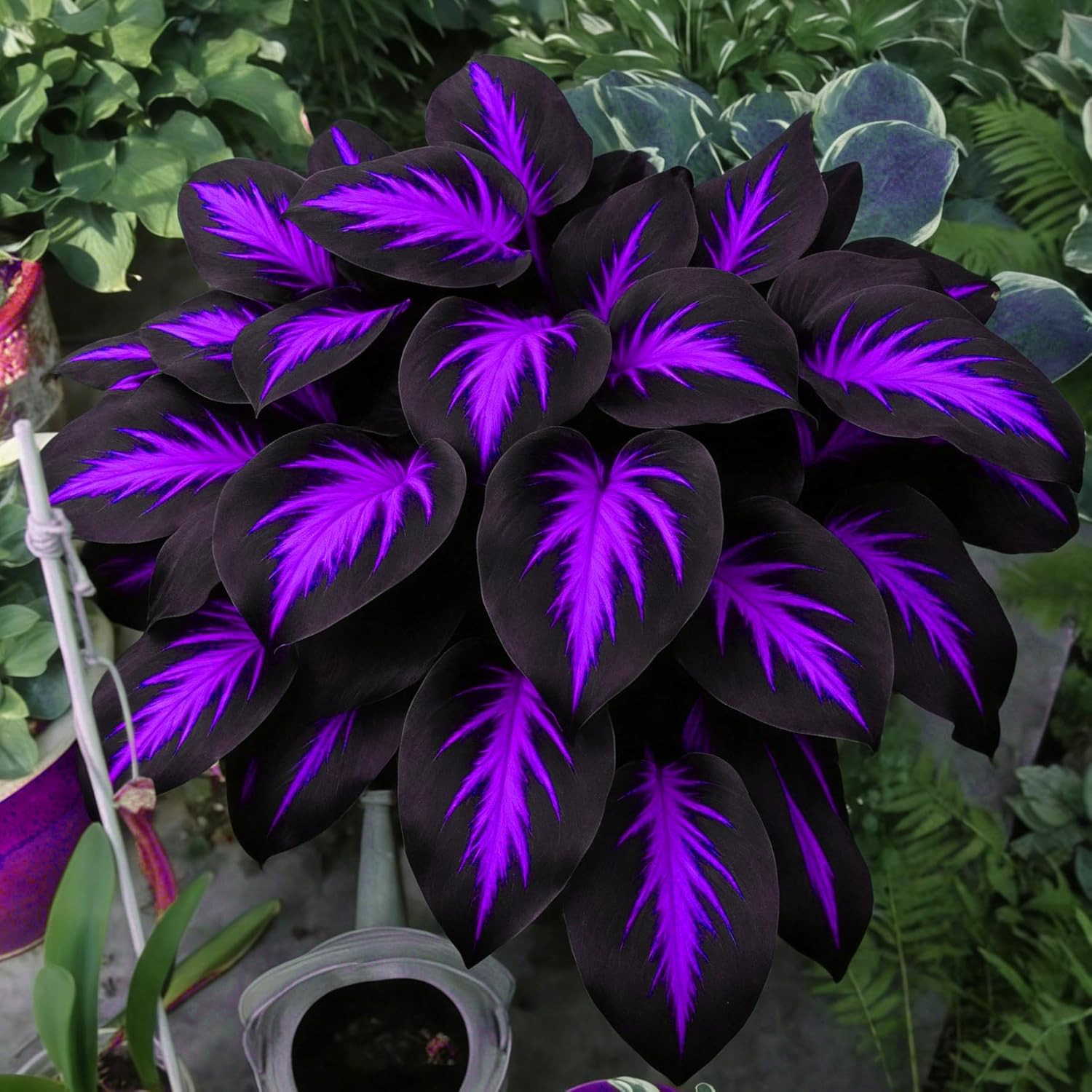 220+ Mixed Color Hosta Seeds for Planting – Hostas Seeds Rare Perennial Flower