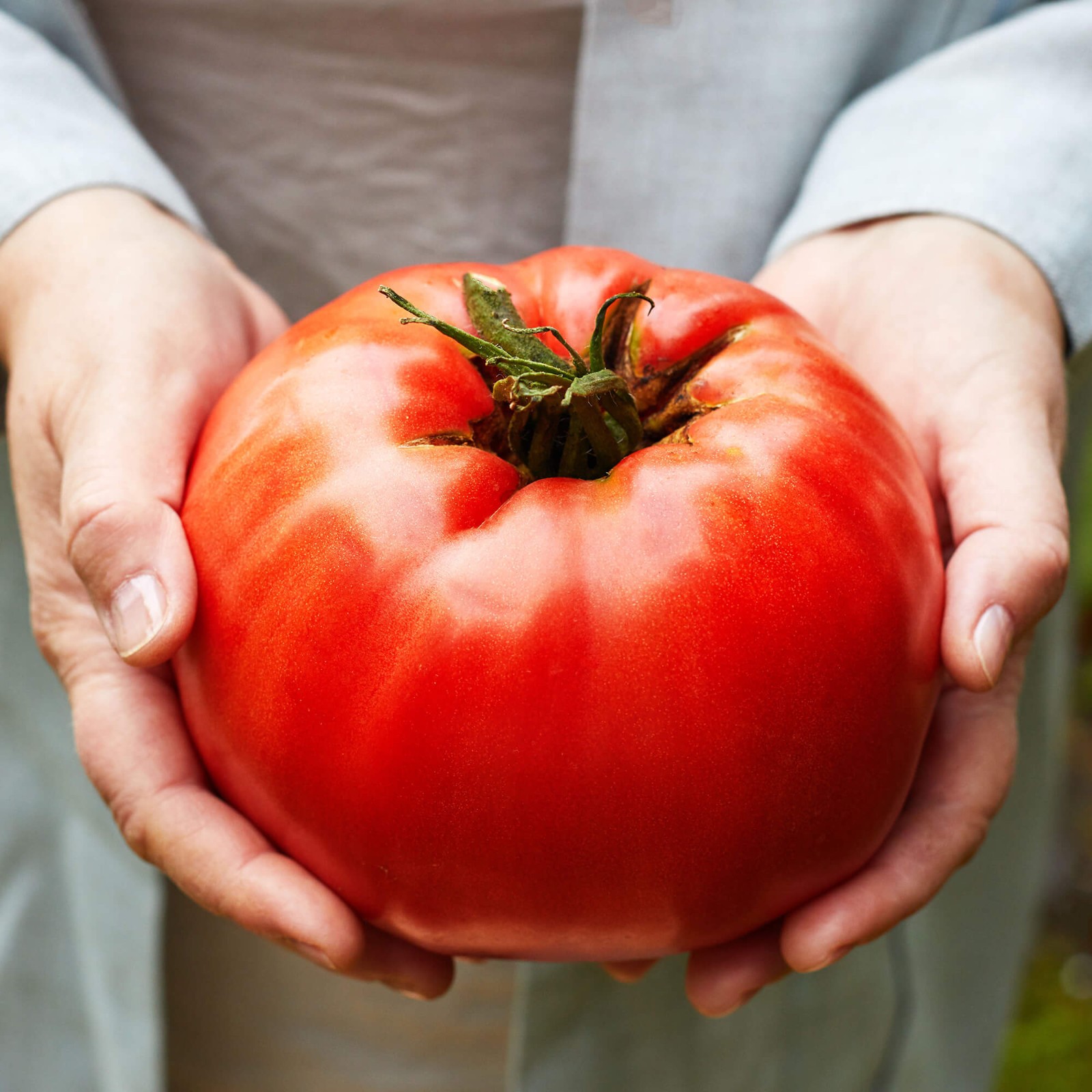Beefmaster F1 Hybrid Tomato Seeds | Giant 1-2LB Tomatoes | Free Shipping | 1306