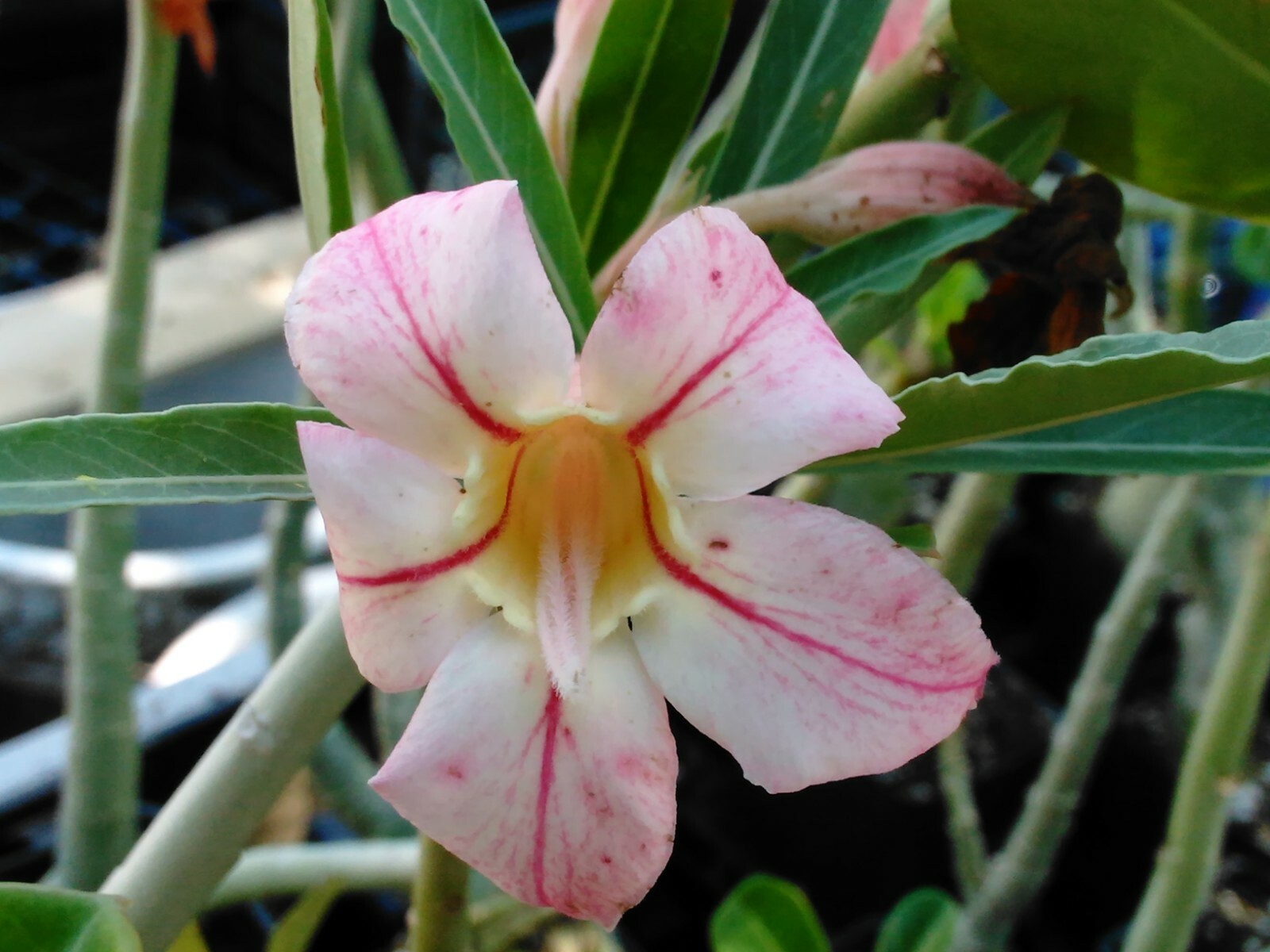100+ Adenium Obesum desert rose seeds Rosa Del Desierto US SELLER