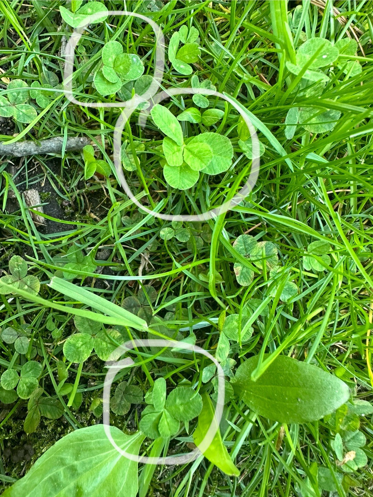 🍀RARE REAL 5 Leaf Clover 🍀 Hand picked – GREAT Gift – LUCKY 🤩