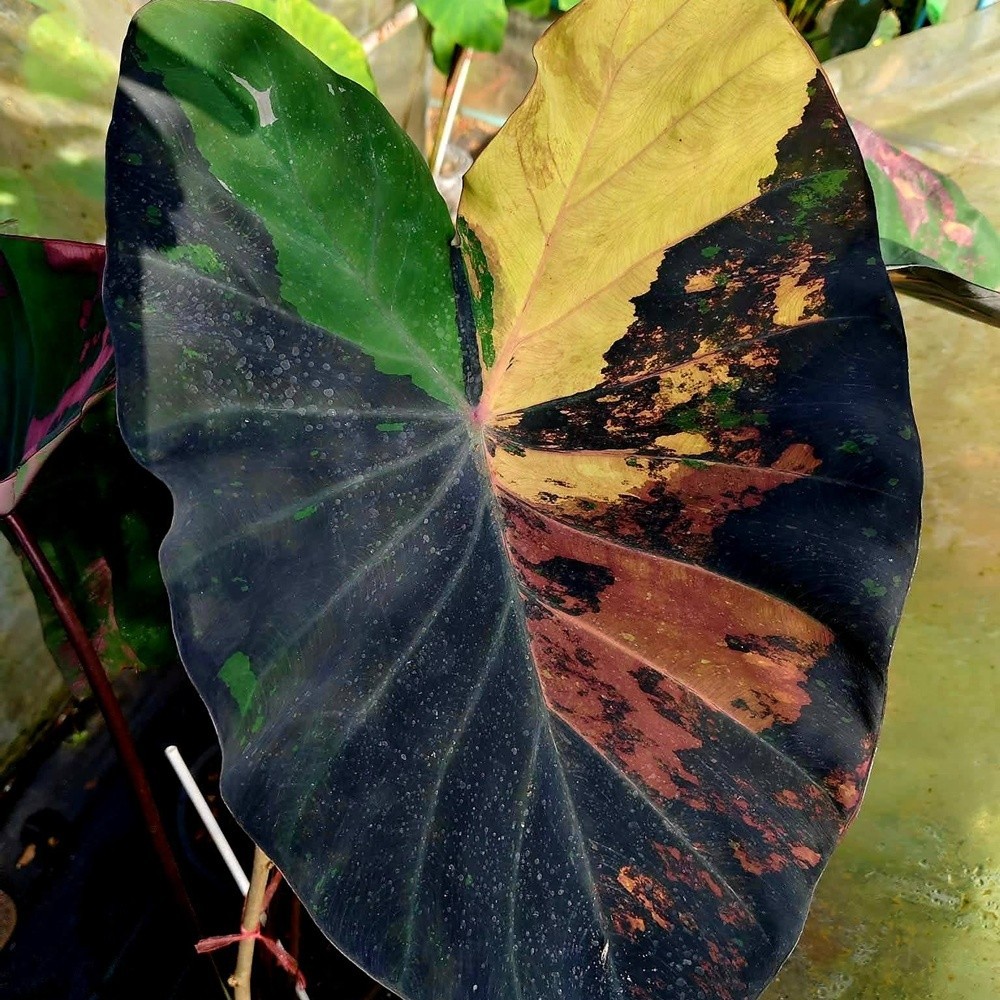 Colocasia Variegated Bulb Elephant Ear Episode One Tuber New Hybrid RARE