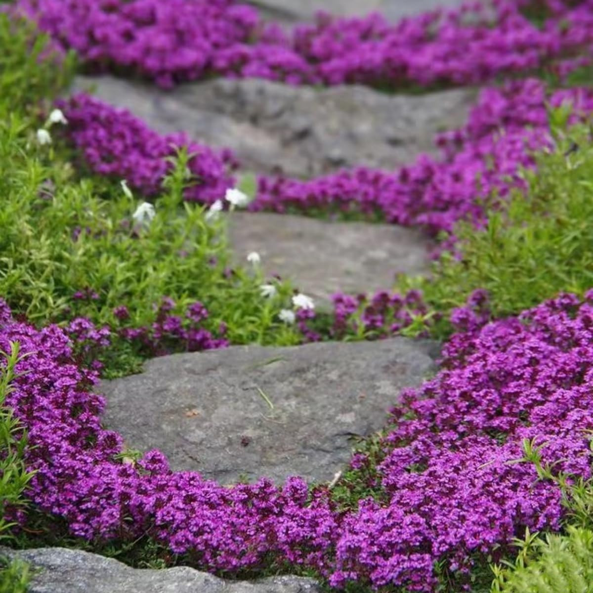 20000+ Magic Purple Creeping Thyme for Planting Ground Cover Heirloom Flowers